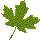 Leaf Image